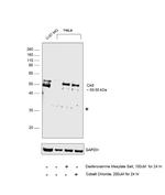 Carbonic Anhydrase IX Antibody in Western Blot (WB)