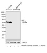 AFP Antibody in Western Blot (WB)