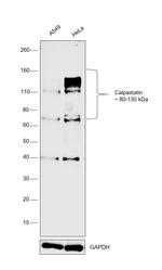 Calpastatin Antibody in Western Blot (WB)