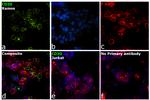 CD20 Antibody in Immunocytochemistry (ICC/IF)