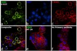 CD43 Antibody