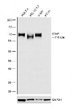 CD43 Antibody in Western Blot (WB)