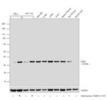 CDK2 Antibody in Western Blot (WB)