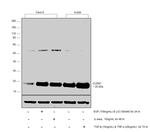 Claudin 1 Antibody in Western Blot (WB)