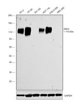 DOG-1 Antibody