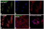 F4/80 Antibody in Immunocytochemistry (ICC/IF)