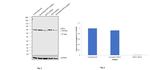 Cytokeratin 5 Antibody in Western Blot (WB)