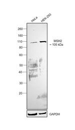 MSH2 Antibody in Western Blot (WB)