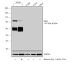 Myeloperoxidase Antibody