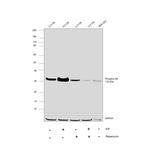 Phospho-S6 (Ser235, Ser236) Antibody in Western Blot (WB)