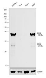 SOX2 Antibody in Western Blot (WB)