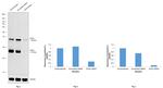 SOX2 Antibody in Western Blot (WB)