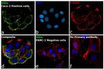 Villin Antibody in Immunocytochemistry (ICC/IF)