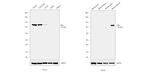 Villin Antibody in Western Blot (WB)