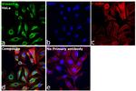 Vimentin Antibody in Immunocytochemistry (ICC/IF)