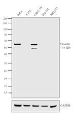 Vimentin Antibody in Western Blot (WB)