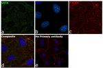 Cytokeratin 8 Antibody in Immunocytochemistry (ICC/IF)