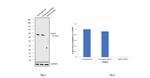 Cytokeratin 8 Antibody in Western Blot (WB)