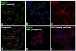 Nestin Antibody in Immunocytochemistry (ICC/IF)