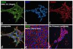 CD56 Antibody in Immunocytochemistry (ICC/IF)