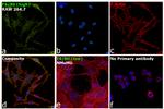 F4/80 Antibody in Immunocytochemistry (ICC/IF)