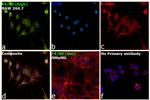 F4/80 Antibody in Immunocytochemistry (ICC/IF)