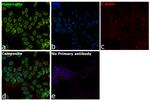 Huntingtin Antibody in Immunocytochemistry (ICC/IF)