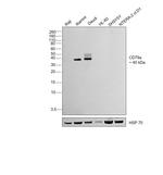 CD79a Antibody