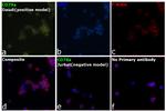 CD79a Antibody in Immunocytochemistry (ICC/IF)