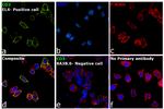 CD3 Antibody in Immunocytochemistry (ICC/IF)