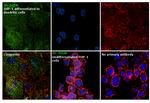 DC-SIGN Antibody in Immunocytochemistry (ICC/IF)