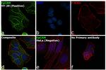 EpCAM Antibody