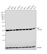 BID Antibody in Western Blot (WB)