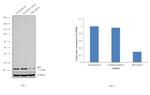 BID Antibody in Western Blot (WB)