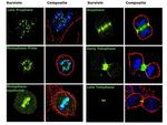 Survivin Antibody