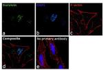 Survivin Antibody in Immunocytochemistry (ICC/IF)