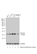 Survivin Antibody in Western Blot (WB)