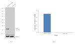 CDK5 Antibody in Western Blot (WB)