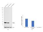 p16INK4a Antibody in Western Blot (WB)