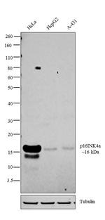 p16INK4a Antibody in Western Blot (WB)