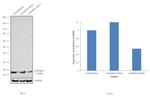 p16INK4a Antibody in Western Blot (WB)