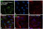 CRP Antibody in Immunocytochemistry (ICC/IF)