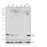 FAS Antibody in Western Blot (WB)