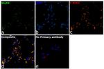 GluR2 Antibody in Immunocytochemistry (ICC/IF)