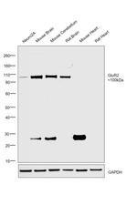 GluR2 Antibody in Western Blot (WB)