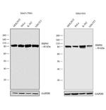 HSP90 alpha Antibody