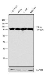 HSP90 alpha Antibody in Western Blot (WB)