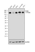 ITGB1 Antibody in Western Blot (WB)