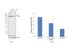 ITGB1 Antibody in Western Blot (WB)