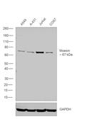 Moesin Antibody in Western Blot (WB)